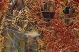 Polished Petrified Wood (Araucarioxylon) - Arizona #352520-1